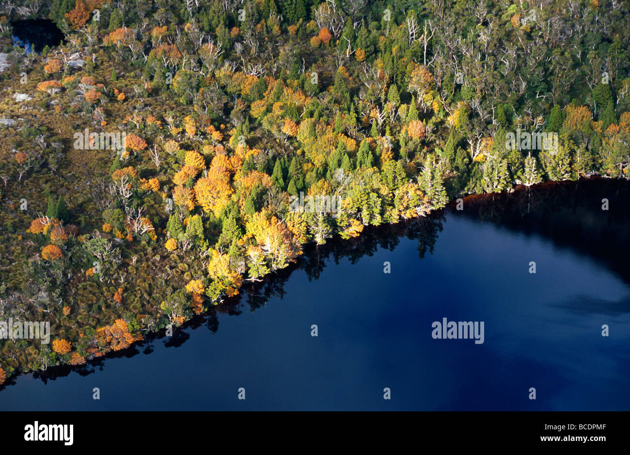 An aerial view of Deciduous Beech, Nothofagus gunnii, and Lake Hanson. Stock Photo