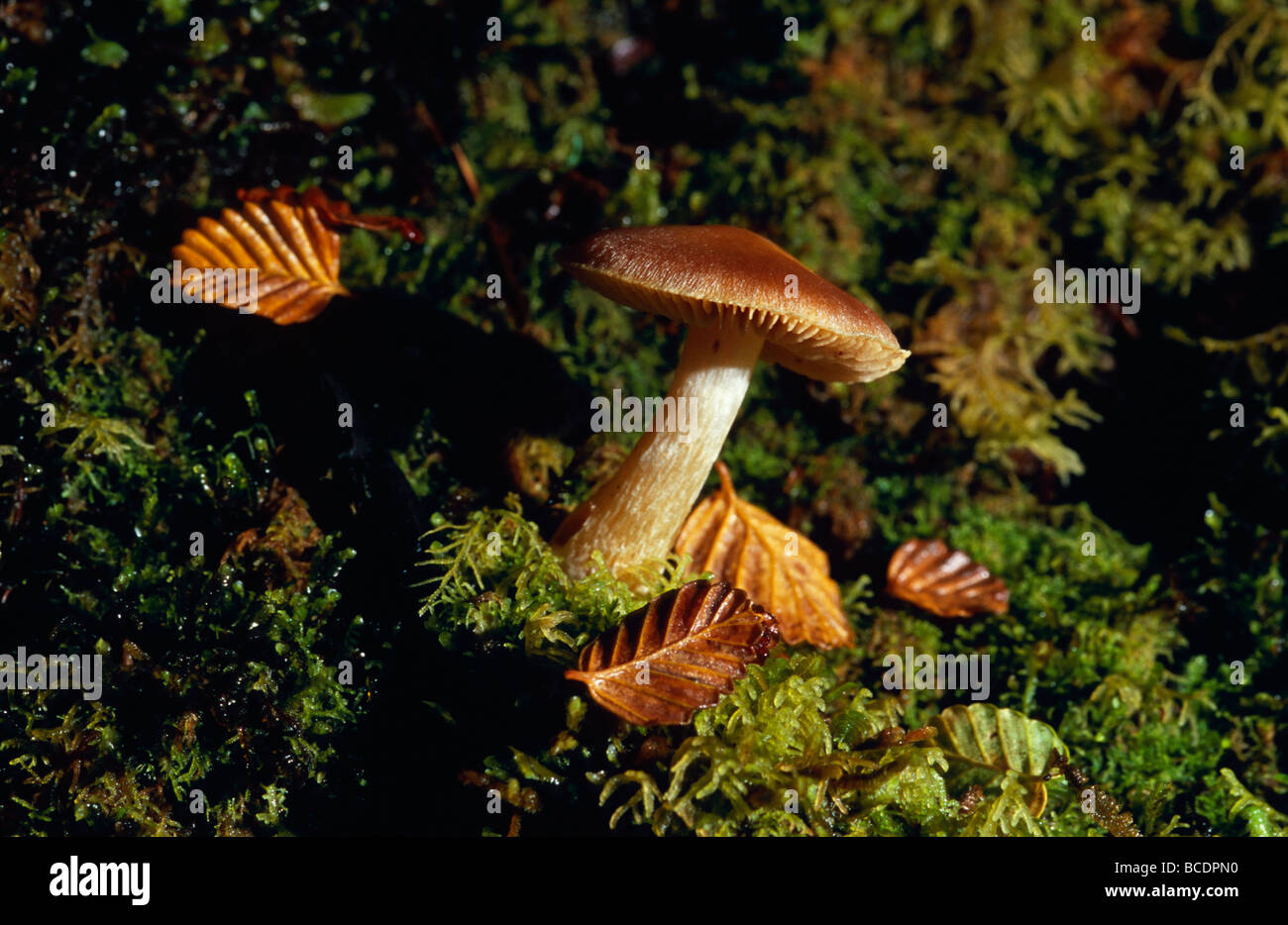 A Cortinarius Mushroom growing through moss on a Beech forest floor. Stock Photo