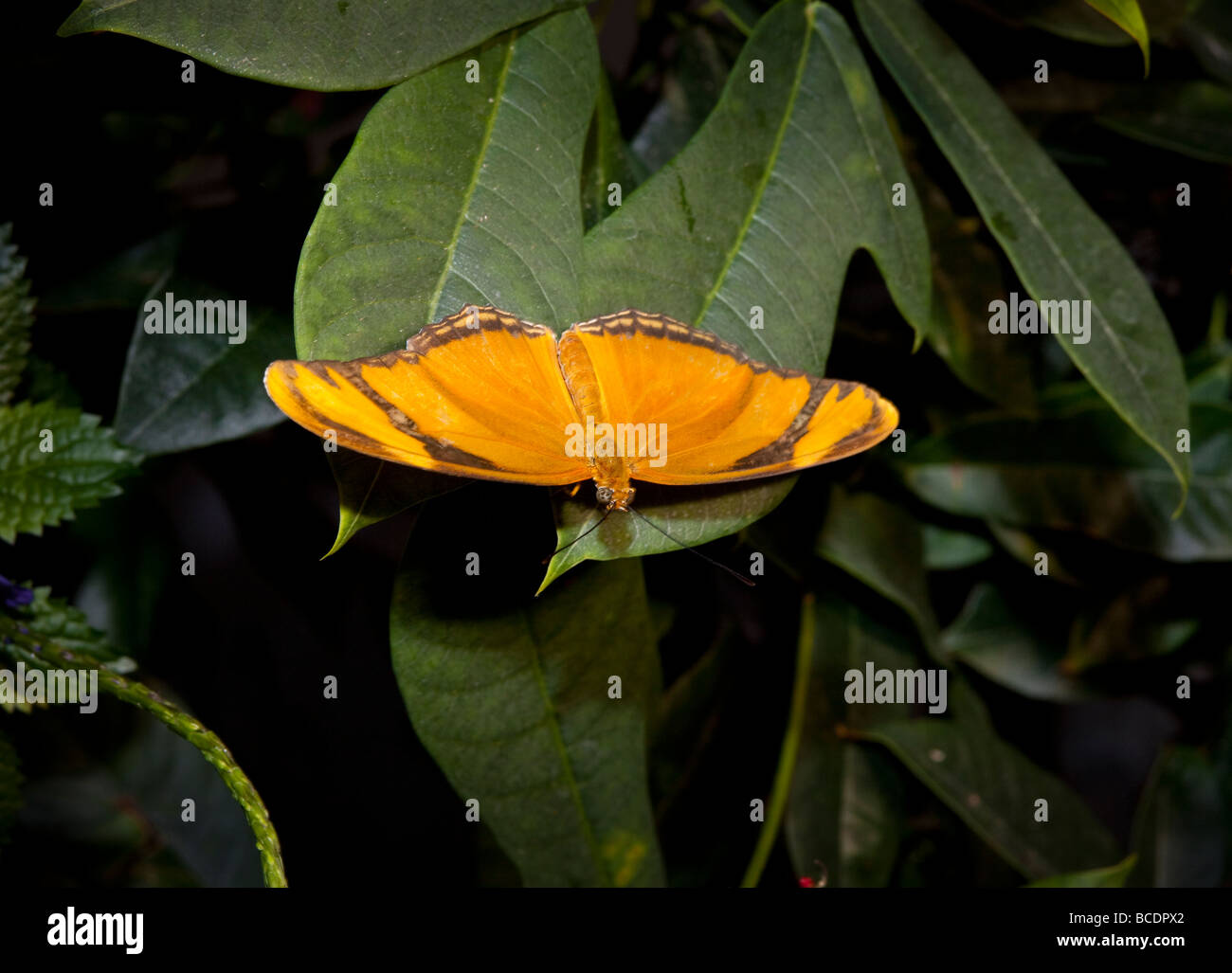 Amazing Butterflies exhibition, Natural History Museum, Washington, DC