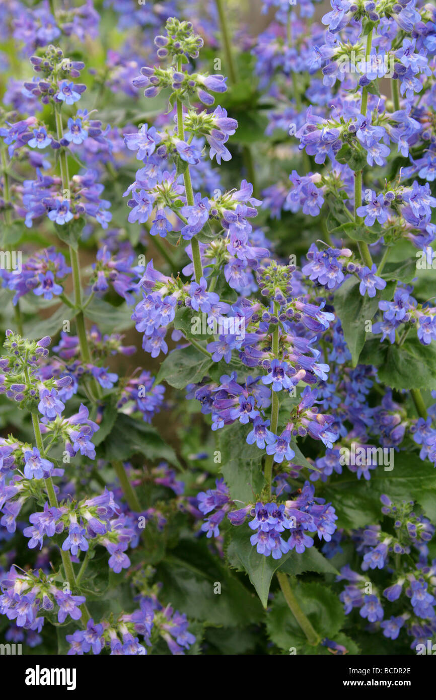 Littleflower Penstemon, Pincushion Beardtongue or Beard-tongue, Penstemon procerus, Plantaginaceae. Stock Photo
