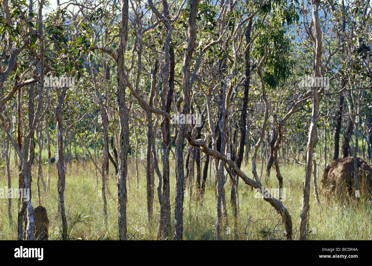Termite mounds in a Tropical Paperbark Woodland, Melaleuca viridiflora Stock Photo