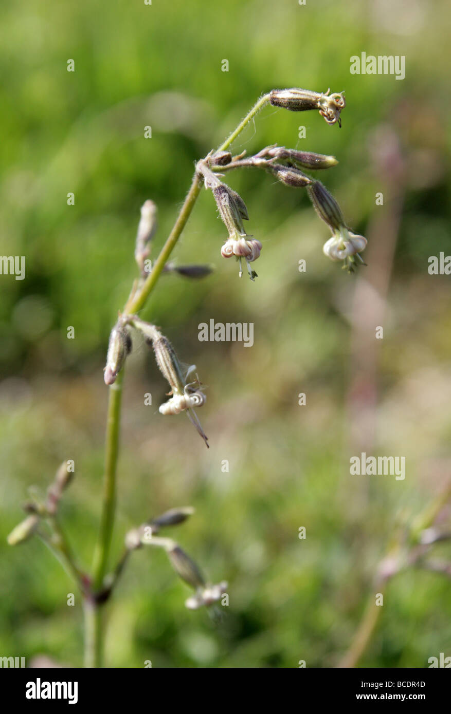 Nottingham Catchfly, Silene Nutans, Caryophyllaceae.  Growing on Shingle at Dungeness, Kent. Stock Photo