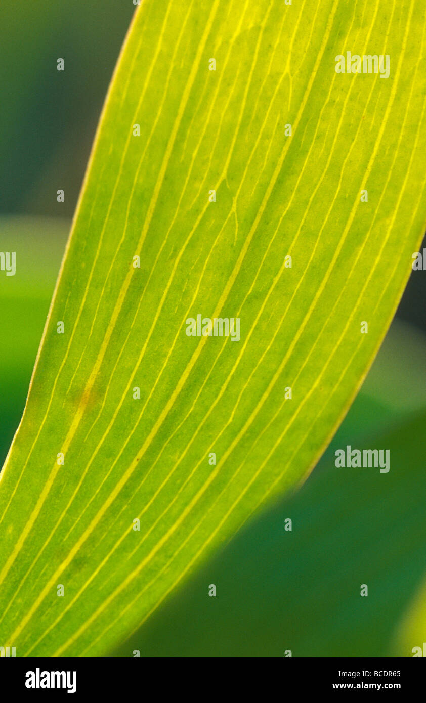 Backlit by the morning sun illuminates the veins in an Acacia leaf. Stock Photo