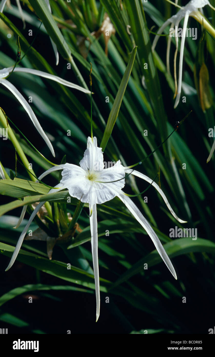 The delicate Crinum flower also known as the Swamp Lily or Spider Lily Stock Photo