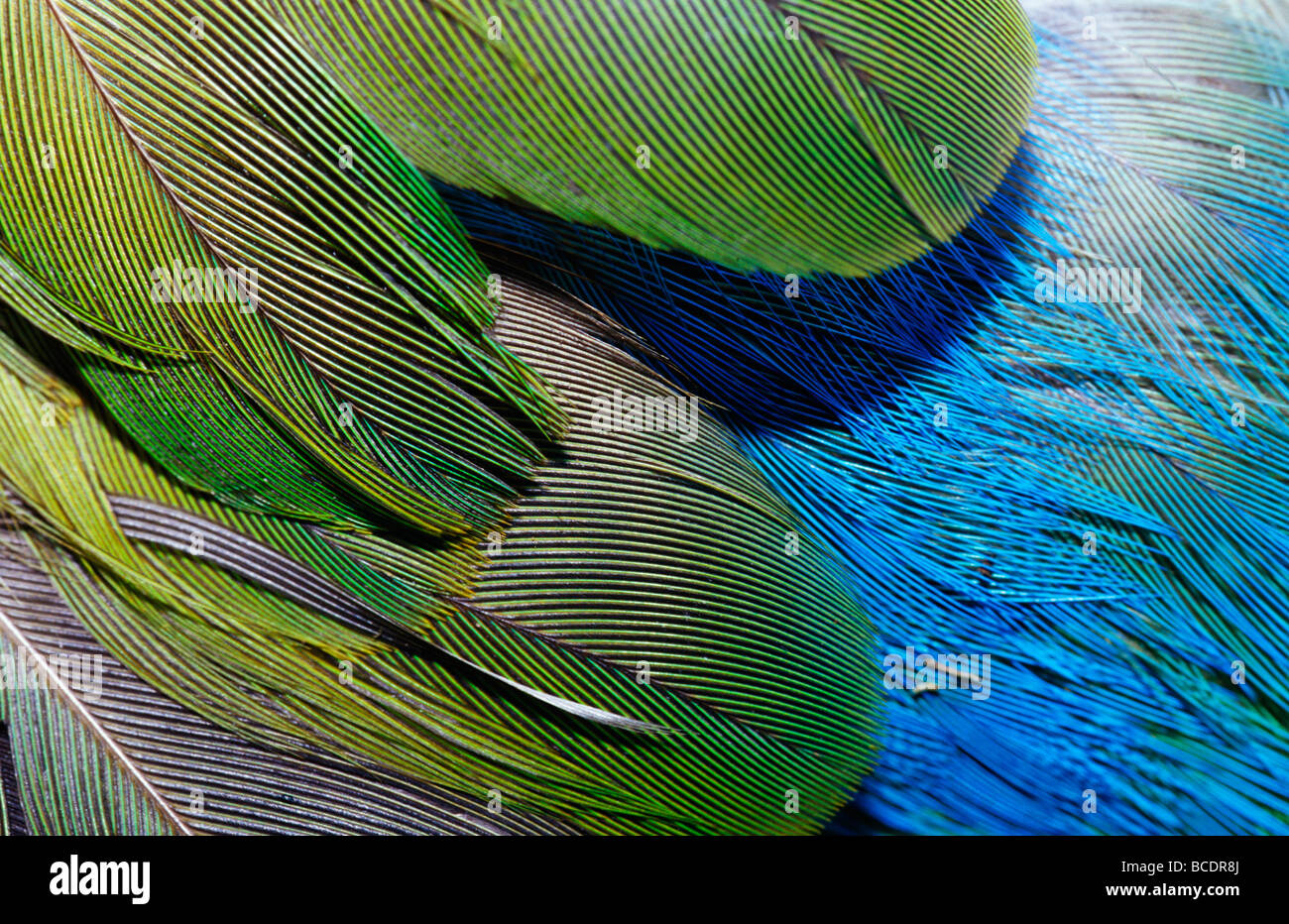 A detailed view of the texture of the feathers of a Red-winged Parrot. Stock Photo