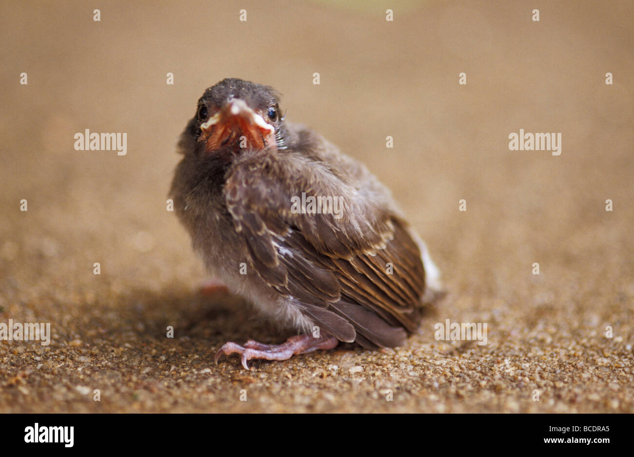 An ugly and awkward fledgling chick resting on a concrete path Stock ...