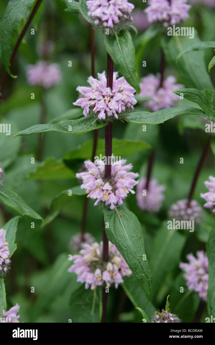 Phlomis tuberosa 'Amazone', Lamiaceae. Common Names Include Jerusalem Sage and Lampwick Plant. Stock Photo