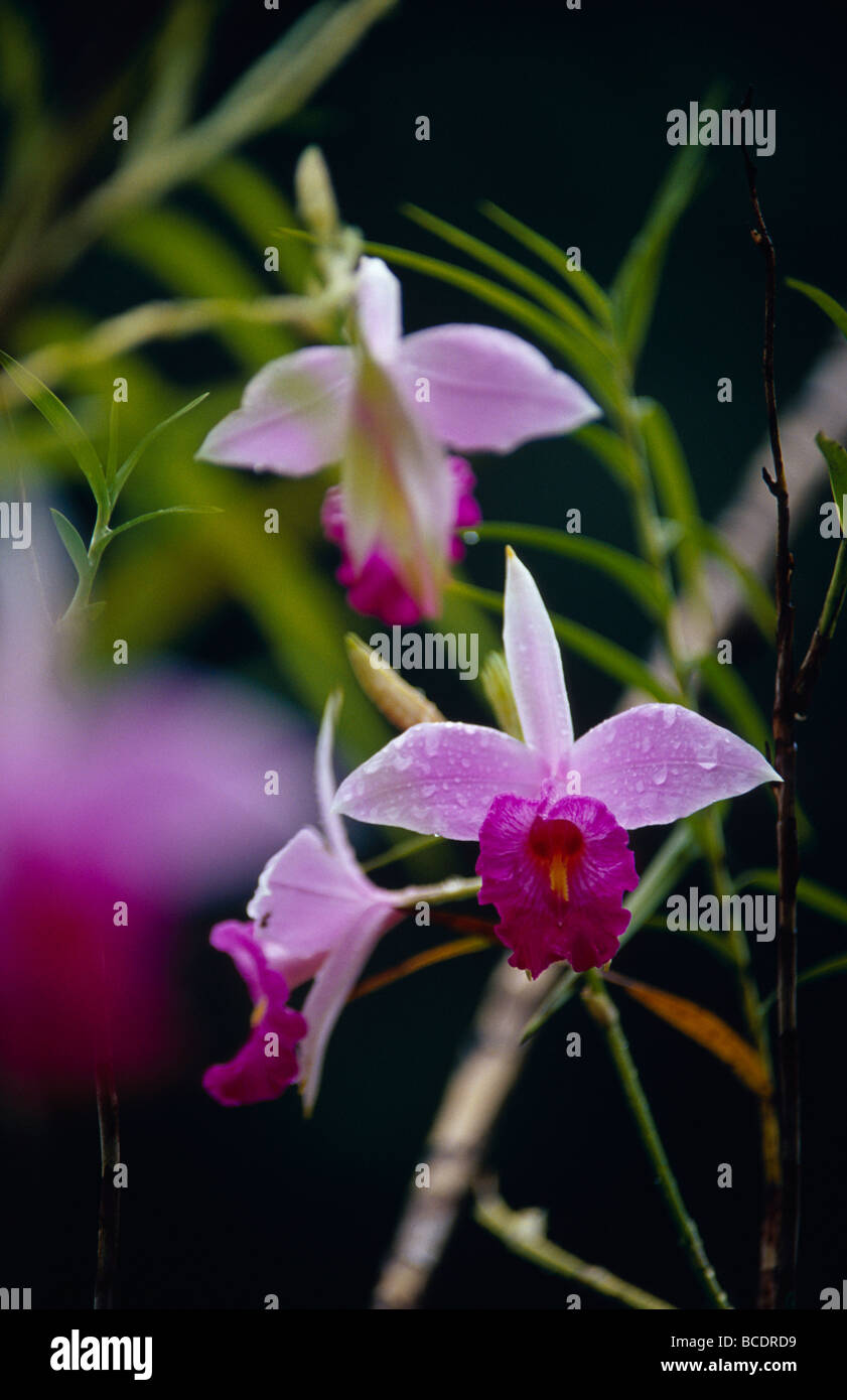 The delicate purple and pink petals of a Cattleya Orchid after rain. Stock Photo