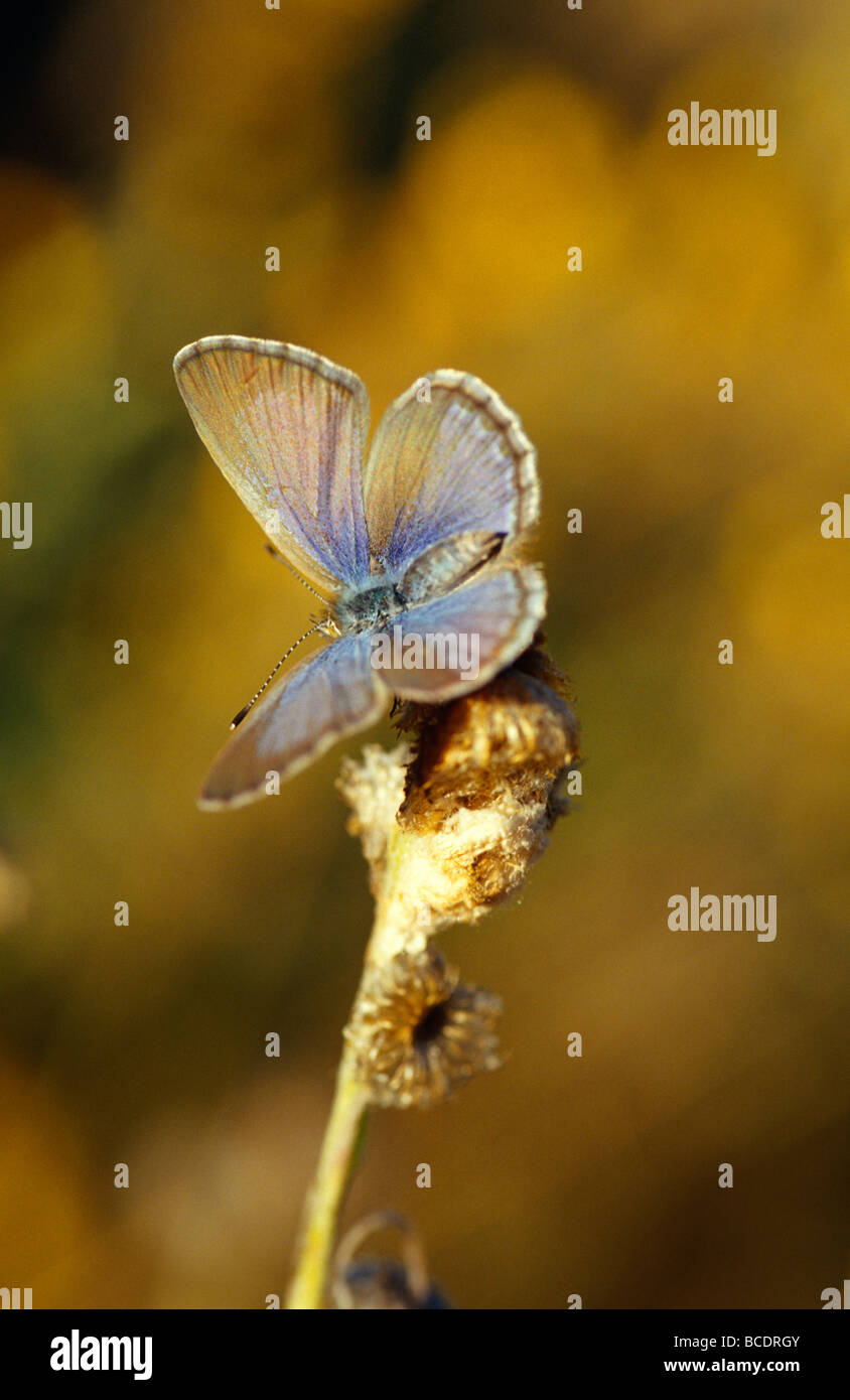 A Common Grass Blue Butterfly warming it's delicate wings at dawn. Stock Photo