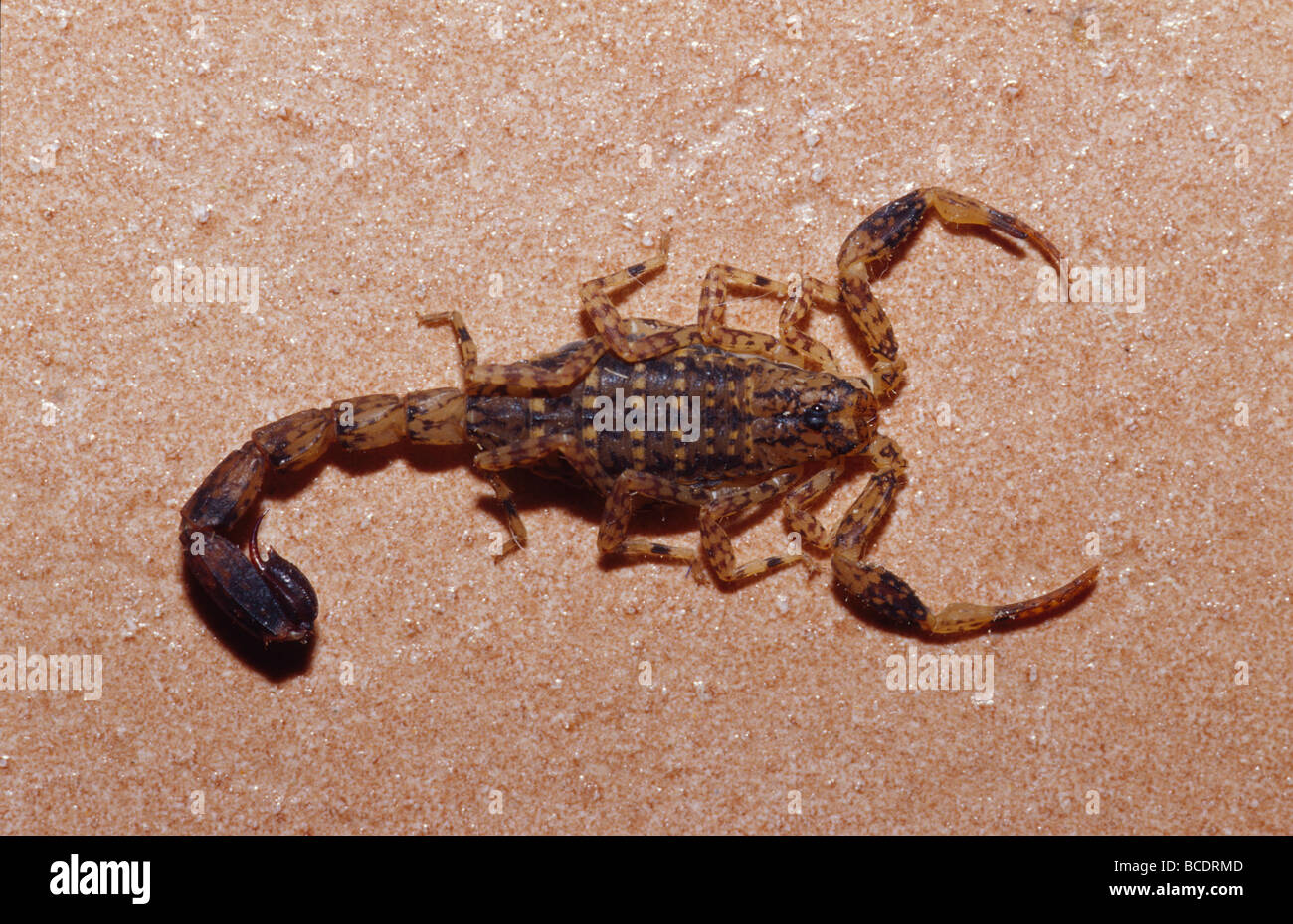 A menacing Mottled Scorpion, Isometrus species, on an apartment floor. Stock Photo