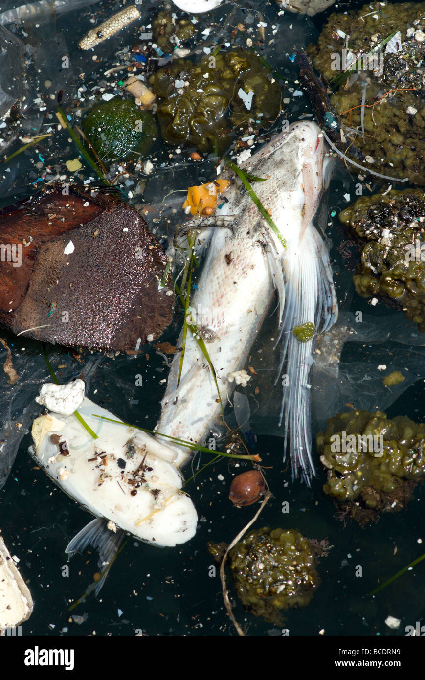 Sea pollution Stock Photo