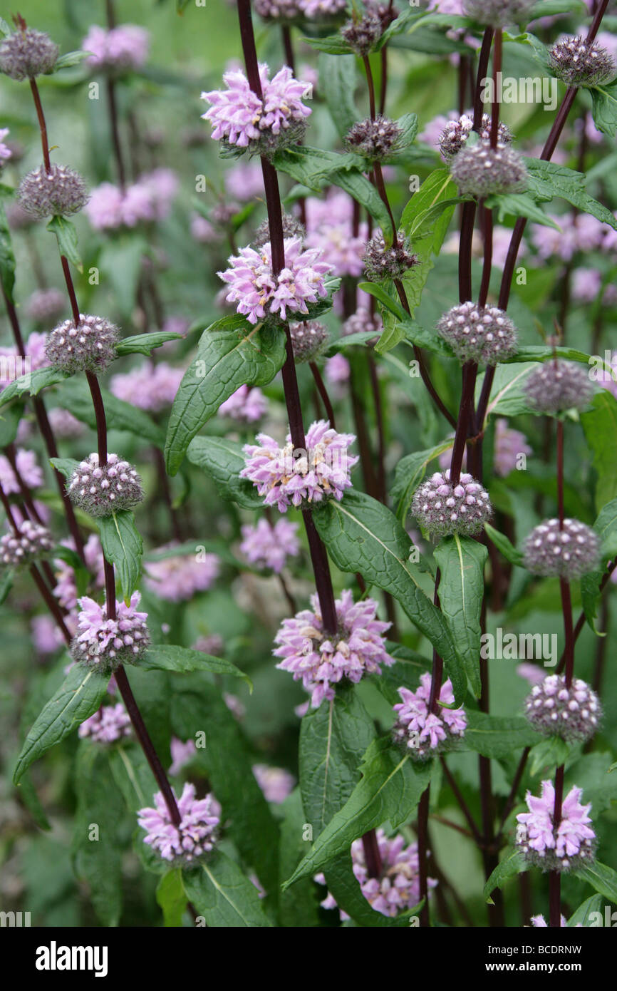 Phlomis Tuberosa Amazone Lamiaceae Common Names Include Jerusalem 