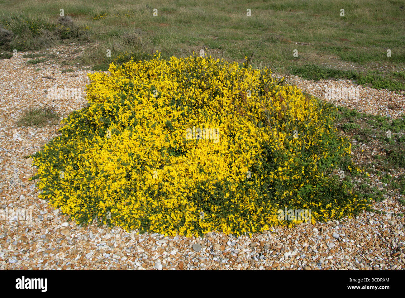 Petty Whin, Genista angelica, Fabaceae. A British Wild Flower Growing on the Shingle at Dungeness, Kent Stock Photo