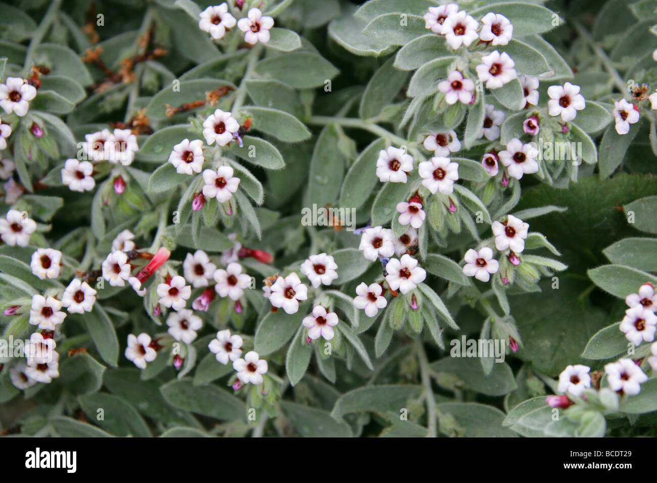 Alkanna oreodoxa, Boraginaceae, Turkey, West Asia Stock Photo