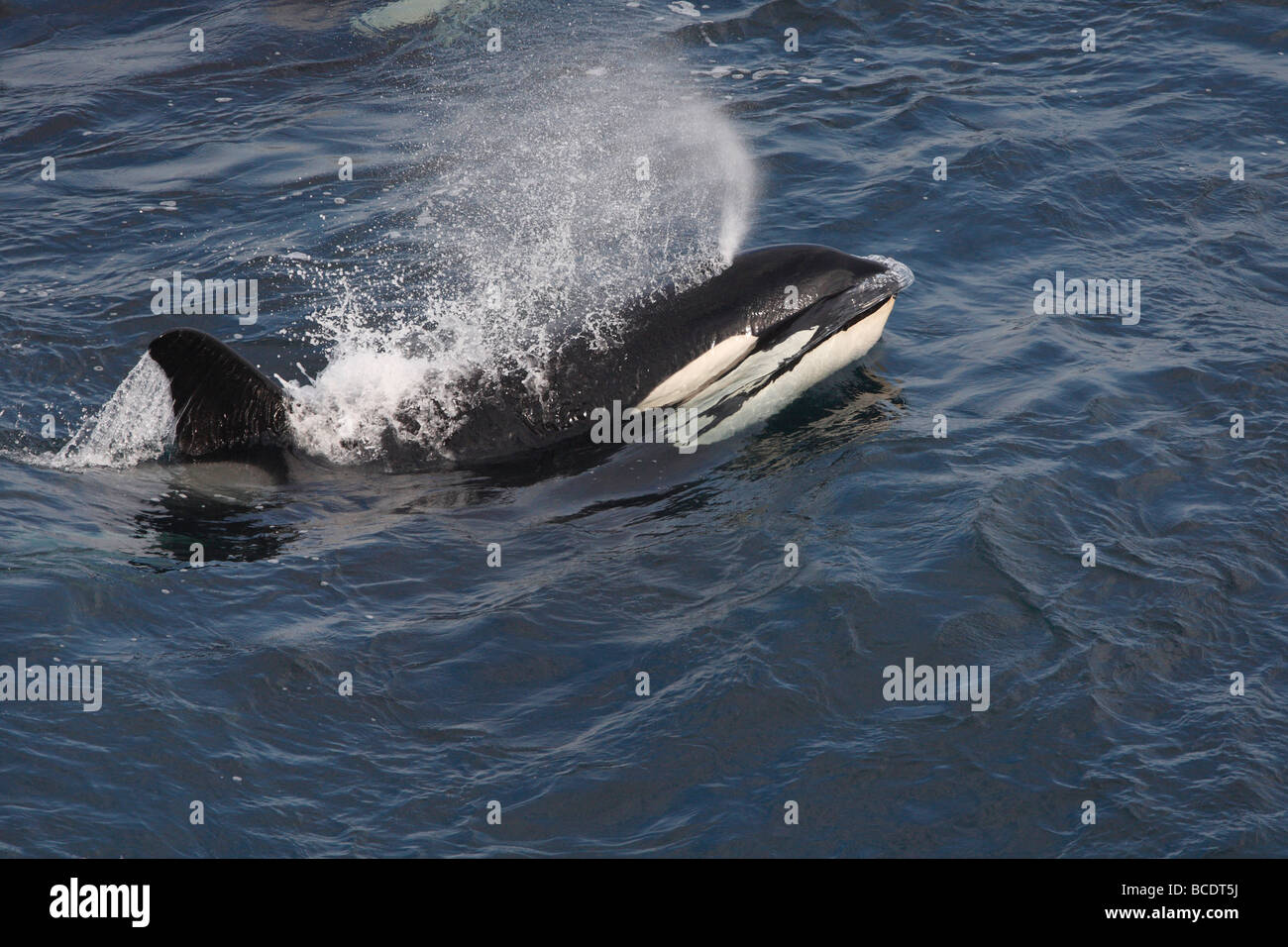 Killer Whales Orcinus orca off Sumburgh Head RSPB reserve, Shetland Islands, Scotland, UK Stock Photo