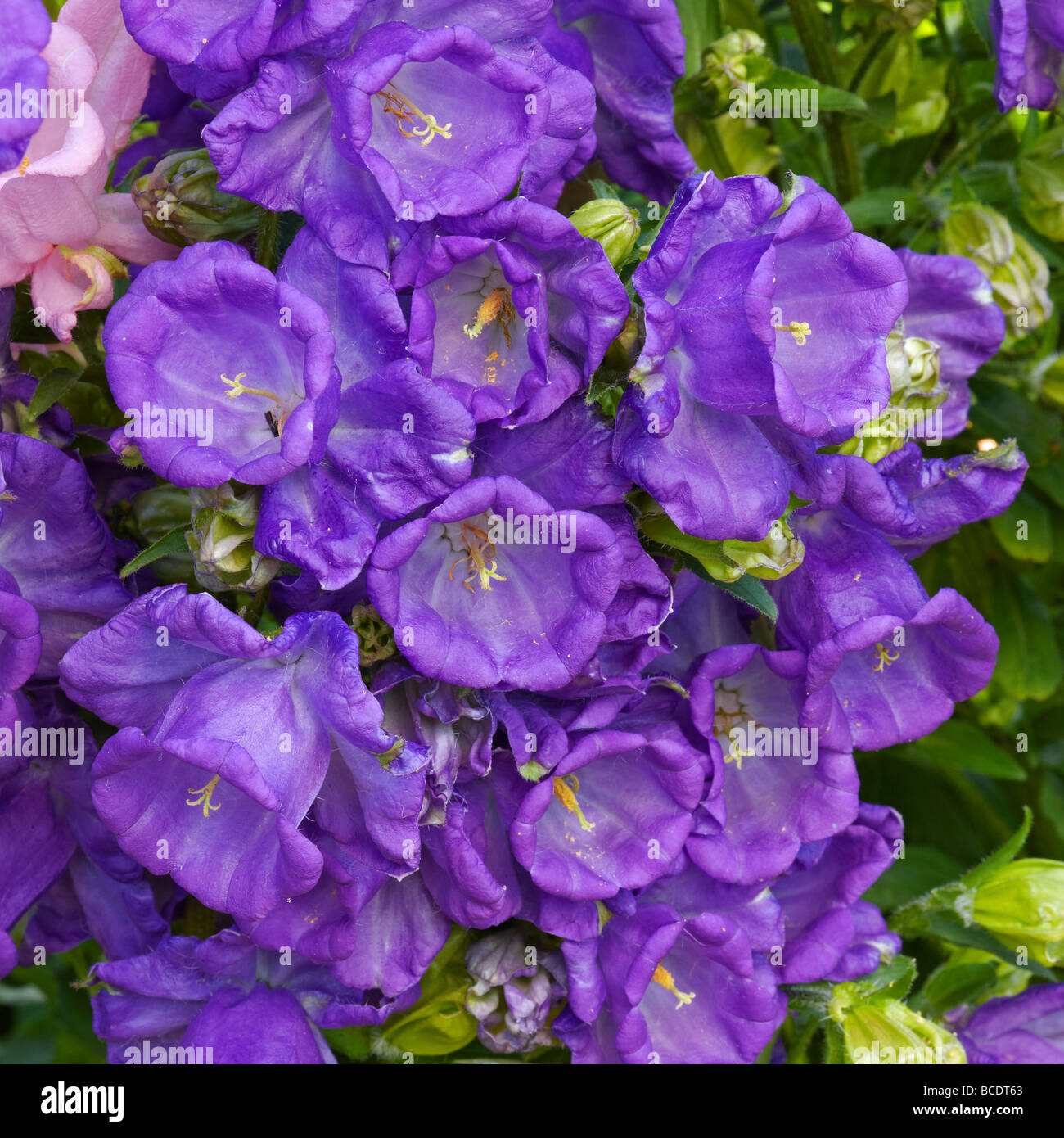 Canterbury Bell Campanula Medium Flower High Resolution Stock Photography And Images Alamy