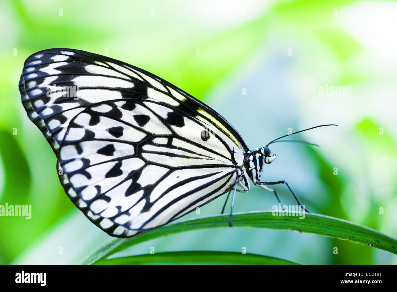 white tree nymph butterfly (lat idea leuconoe) with green out of focus background Stock Photo