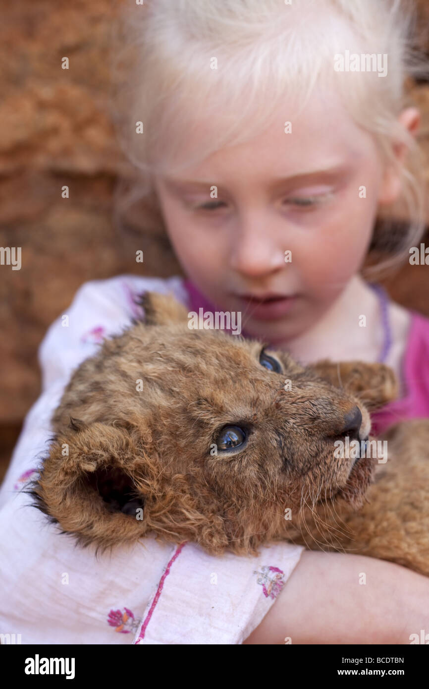 Lioness holding lion cub in hires stock photography and images Alamy