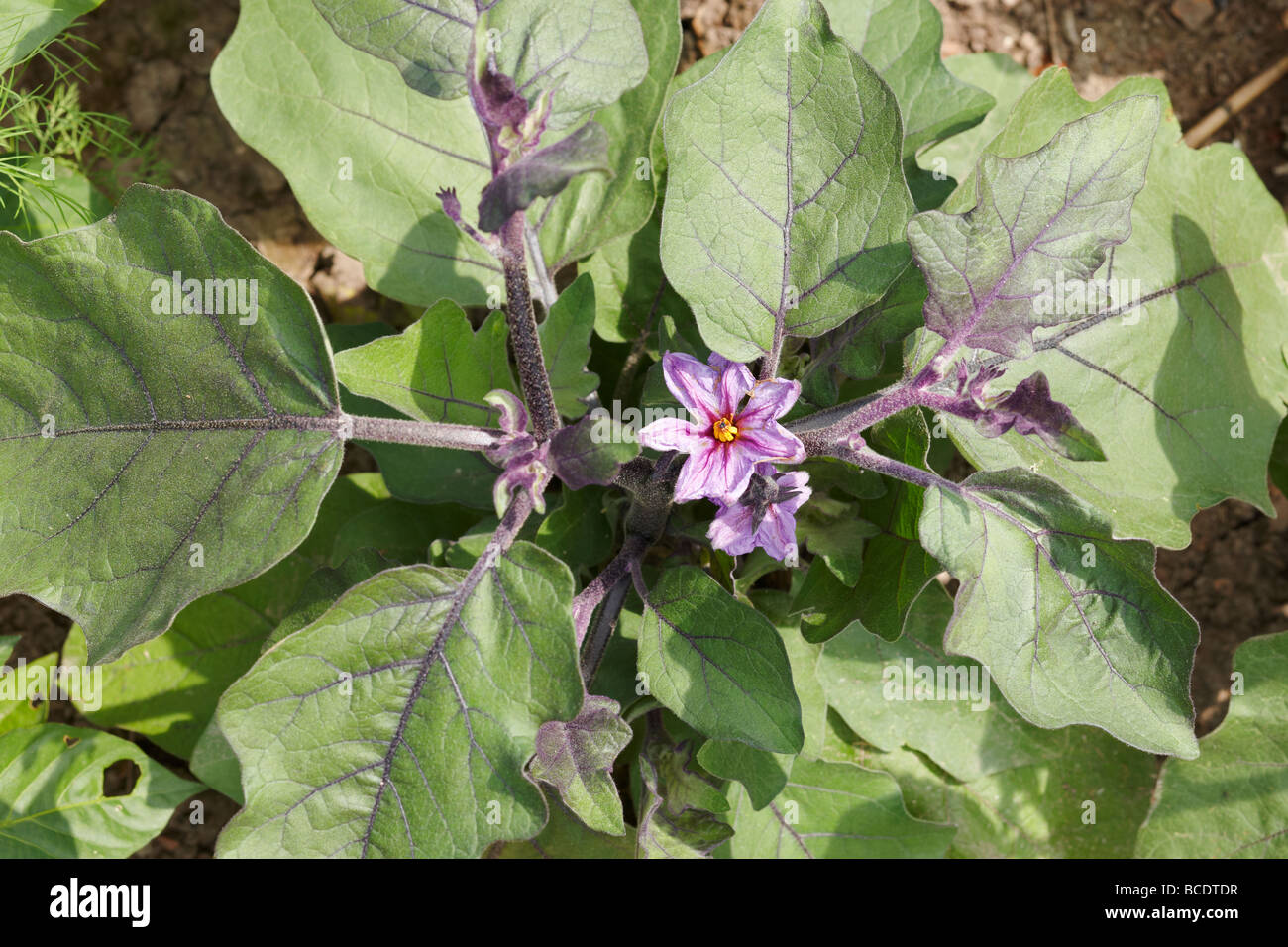 Flowering aubergine plant Stock Photo Alamy