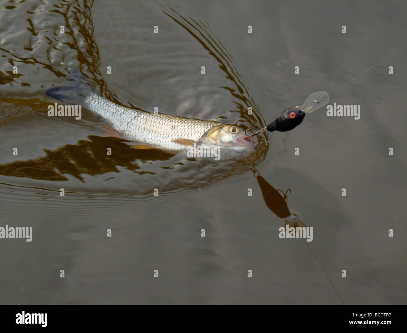 Chub caught on artificial lure. Stock Photo