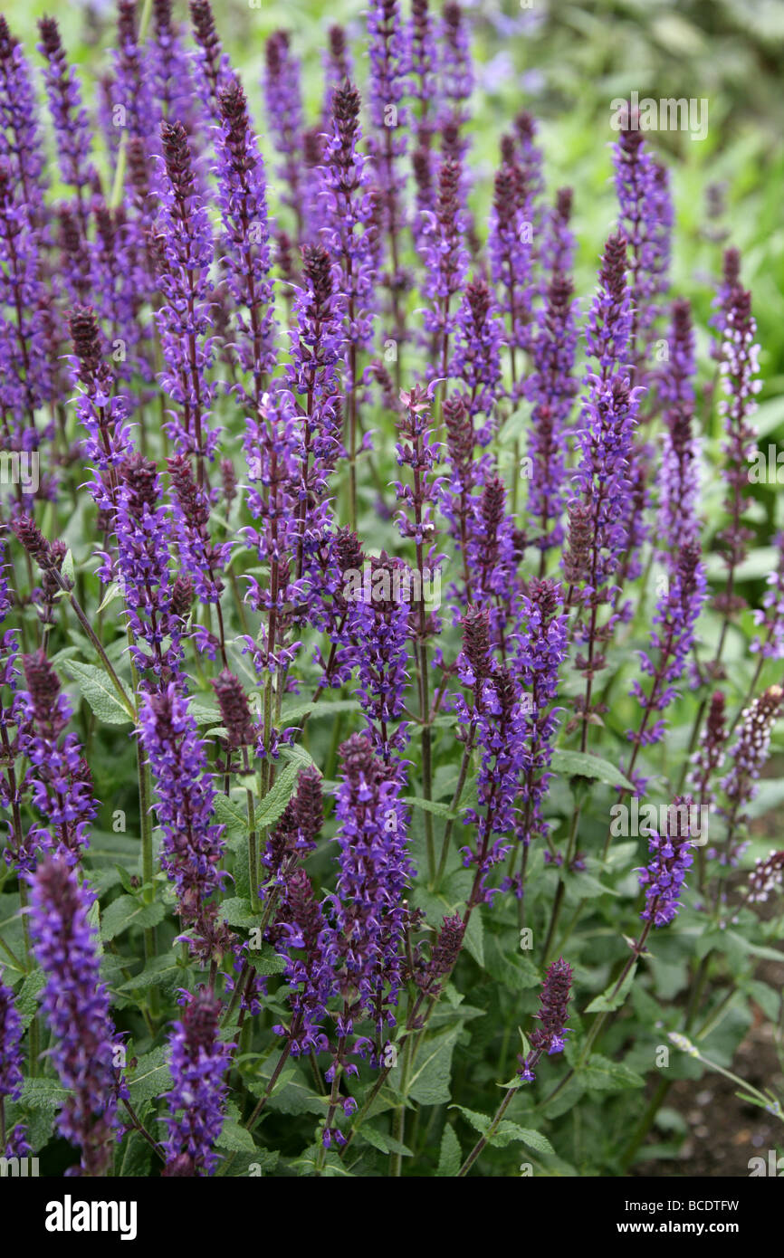 Woodland Sage, Balkan Clary, Steppe Sage, Salvia nemorosa 'Wesuwe', Lamiaceae Stock Photo