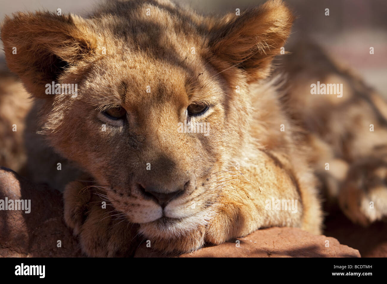 Head shot of  lion cub. Stock Photo