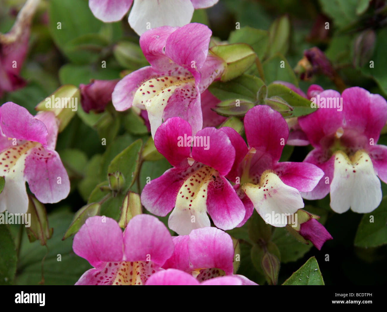 Chilean Monkey Flower, Andean Nymph or Berro Rosado, Mimulus naiandinus, Phrymaceae, Northern Chile, South America Stock Photo