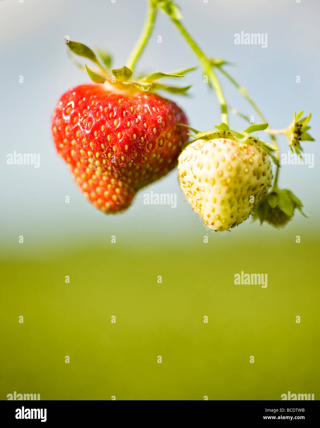 Picking strawberries at a farm in rural Wisconsin Stock Photo Alamy