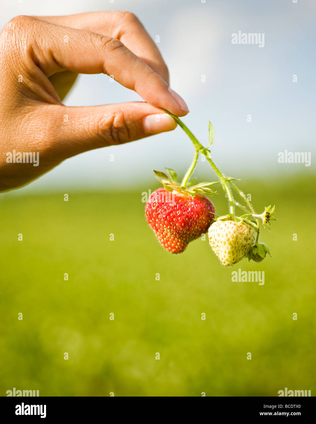 Strawberries on a stem hi-res stock photography and images - Alamy