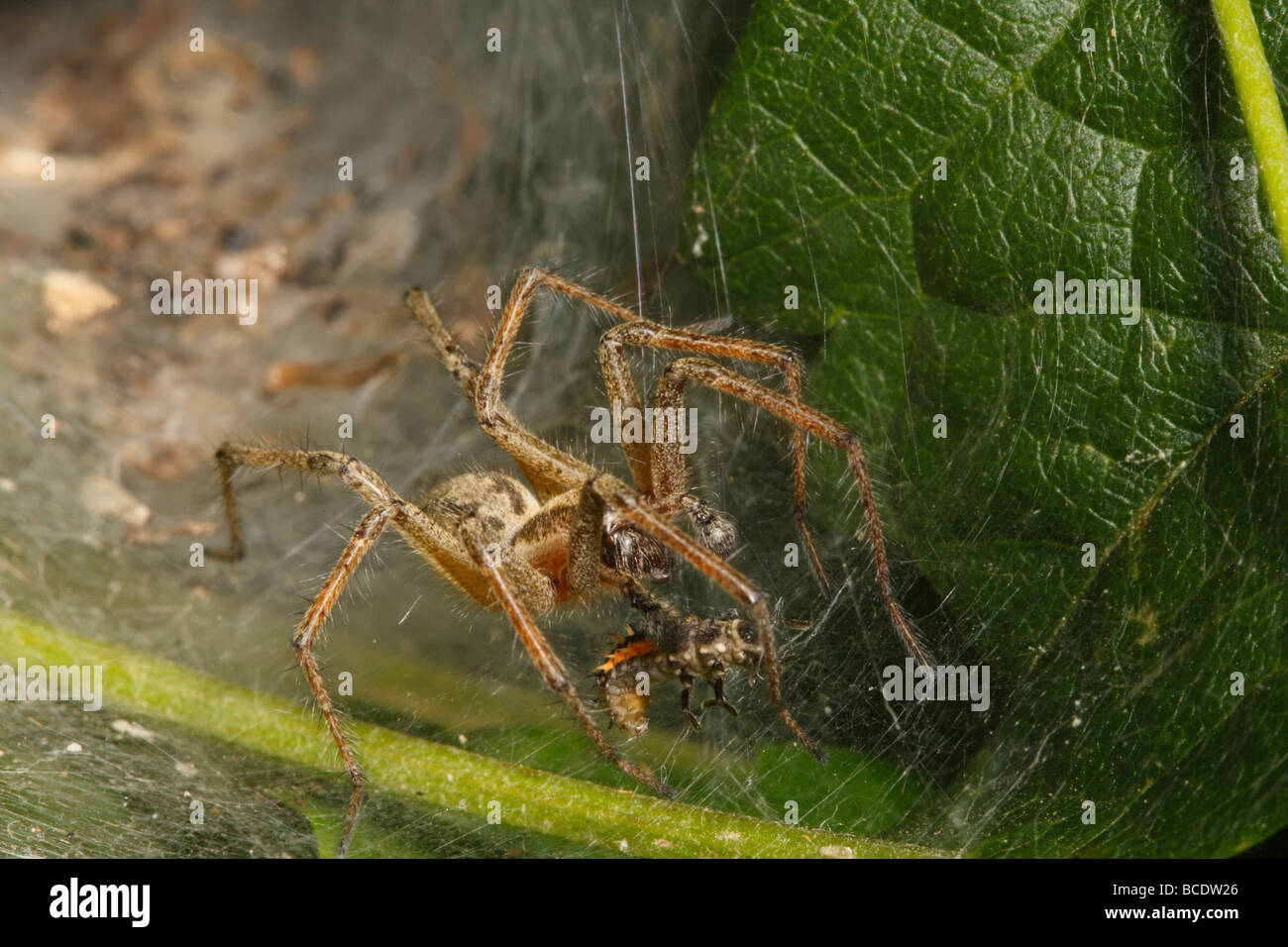 Labyrinth Insect Labyrinth Spider approaching a ladybird Larva trapped in its web Stock ...