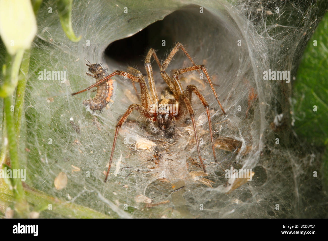 Labyrinth Spider approaching a ladybird Larva trapped in its web Stock Photo