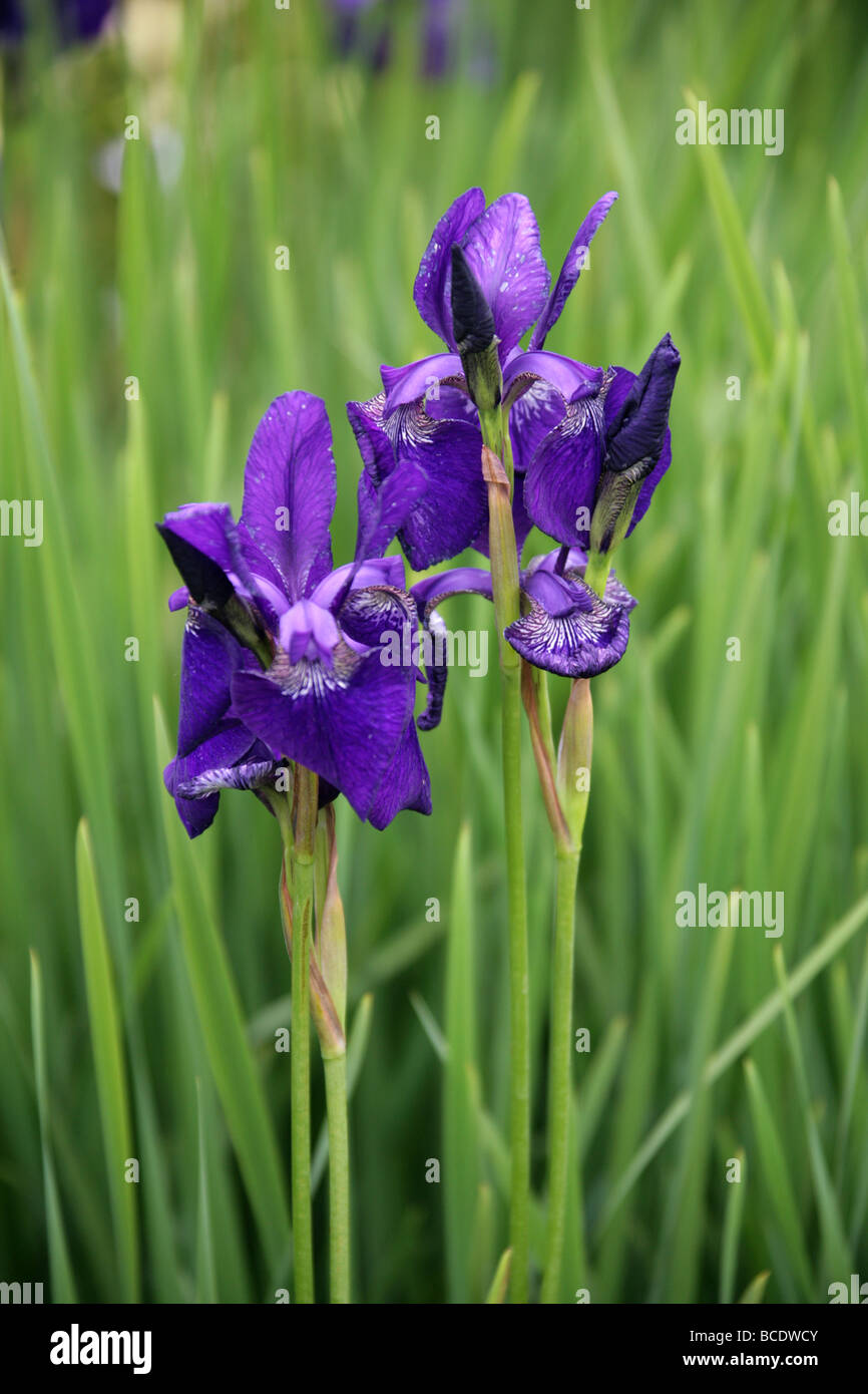 Siberian Iris, Iris sibirica 'Royal Blue', Iridaceae, Eastern and Central Europe and Northern Asia Stock Photo