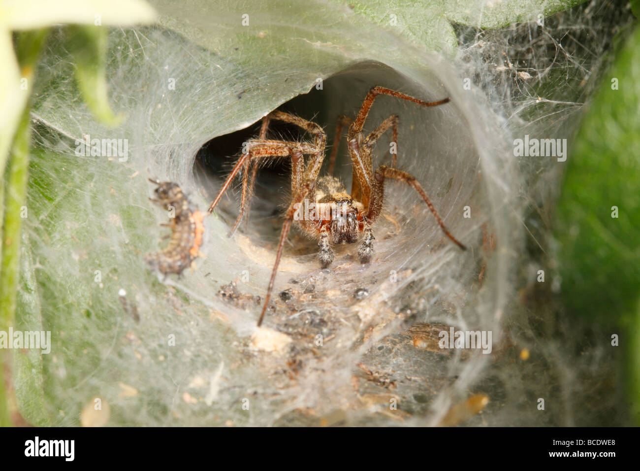 Labyrinth Spider approaching a ladybird Larva trapped in its web Stock Photo
