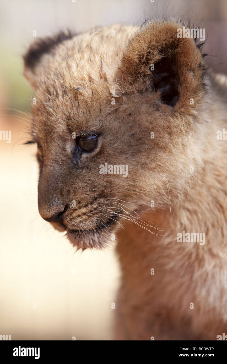 Small lion cub Stock Photo