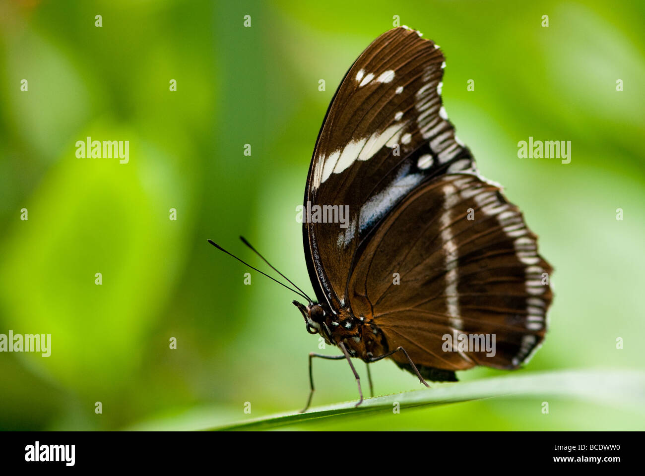 sailor butterfly lat neptis hylas resting on a leaf Stock Photo