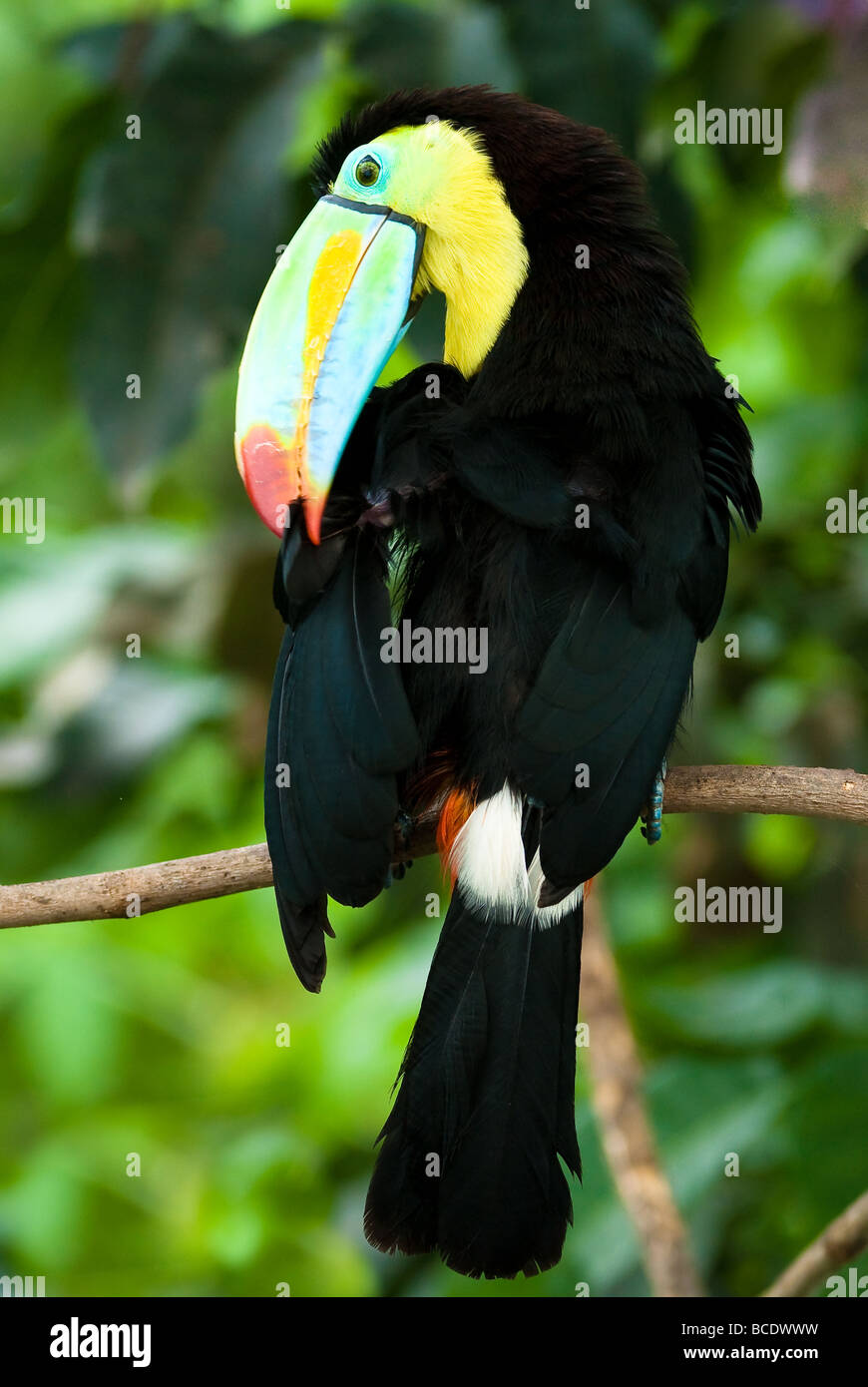 toucan (lat Ramphastos sulfuratus) sitting in the forest Stock Photo