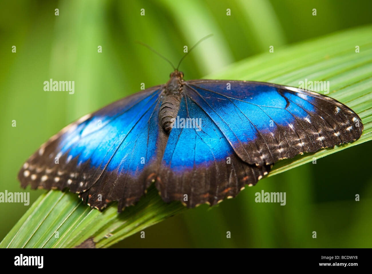 blue morpho butterfly lat morpho peleides with open wings on a leaf Stock Photo