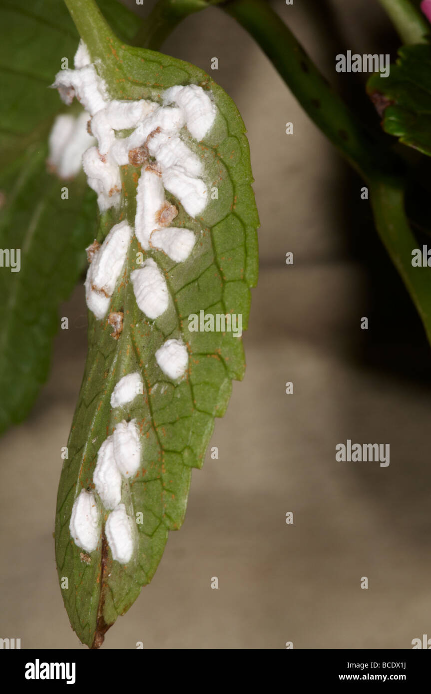 Hydrangea Scale insects on leaf of plant Pulvinaria hydrangeae Stock Photo
