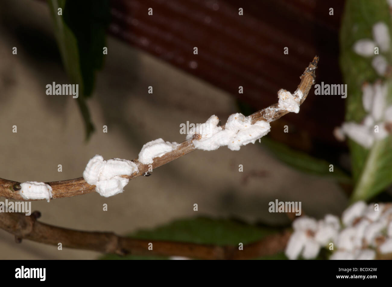 Hydrangea Scale insects on leaf of plant Pulvinaria hydrangeae Stock Photo