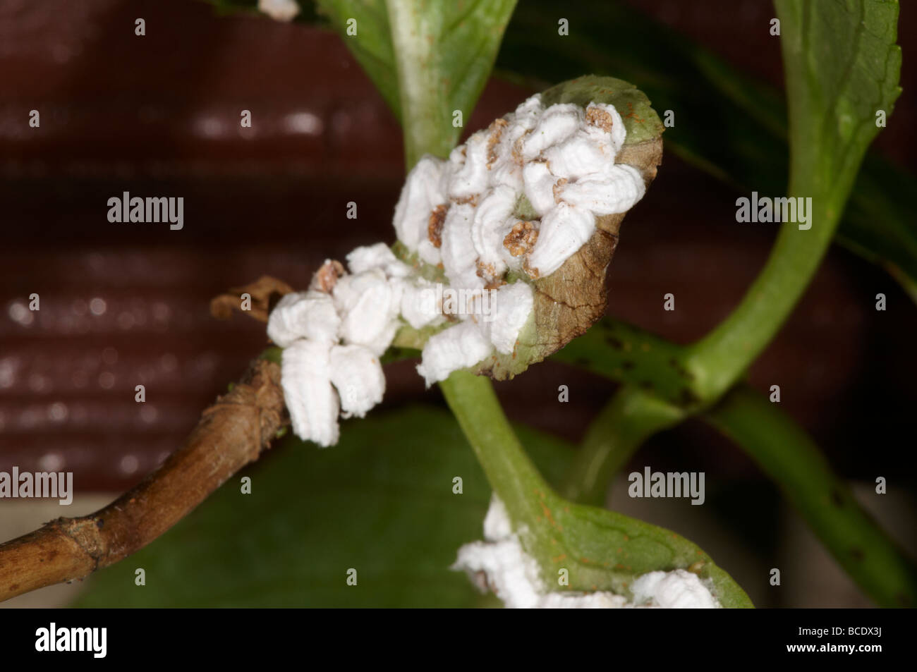 Hydrangea Scale insects on leaf of plant Pulvinaria hydrangeae Stock Photo