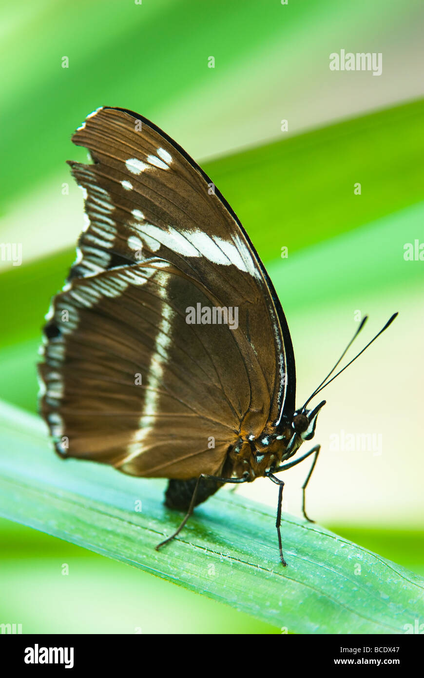 sailor butterfly lat neptis hylas resting on a leaf Stock Photo