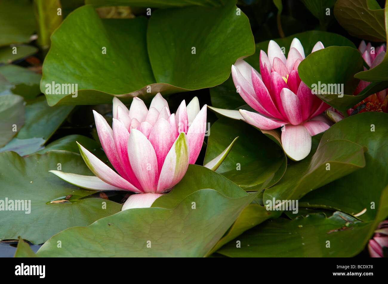 Water lily petals detail hi-res stock photography and images - Alamy