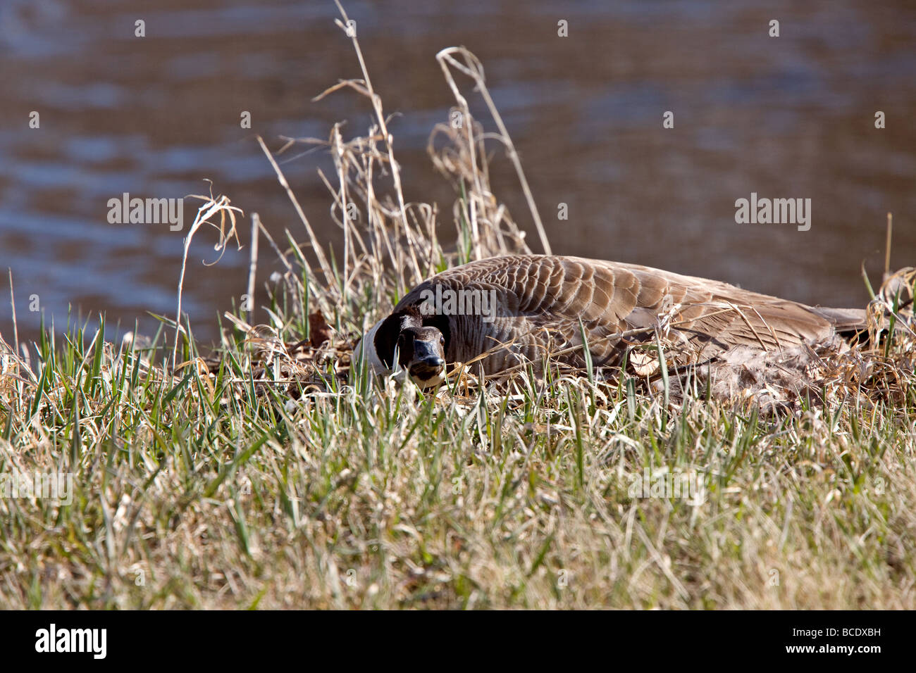 Canada Goose Laying on Eggs Stock Photo - Alamy