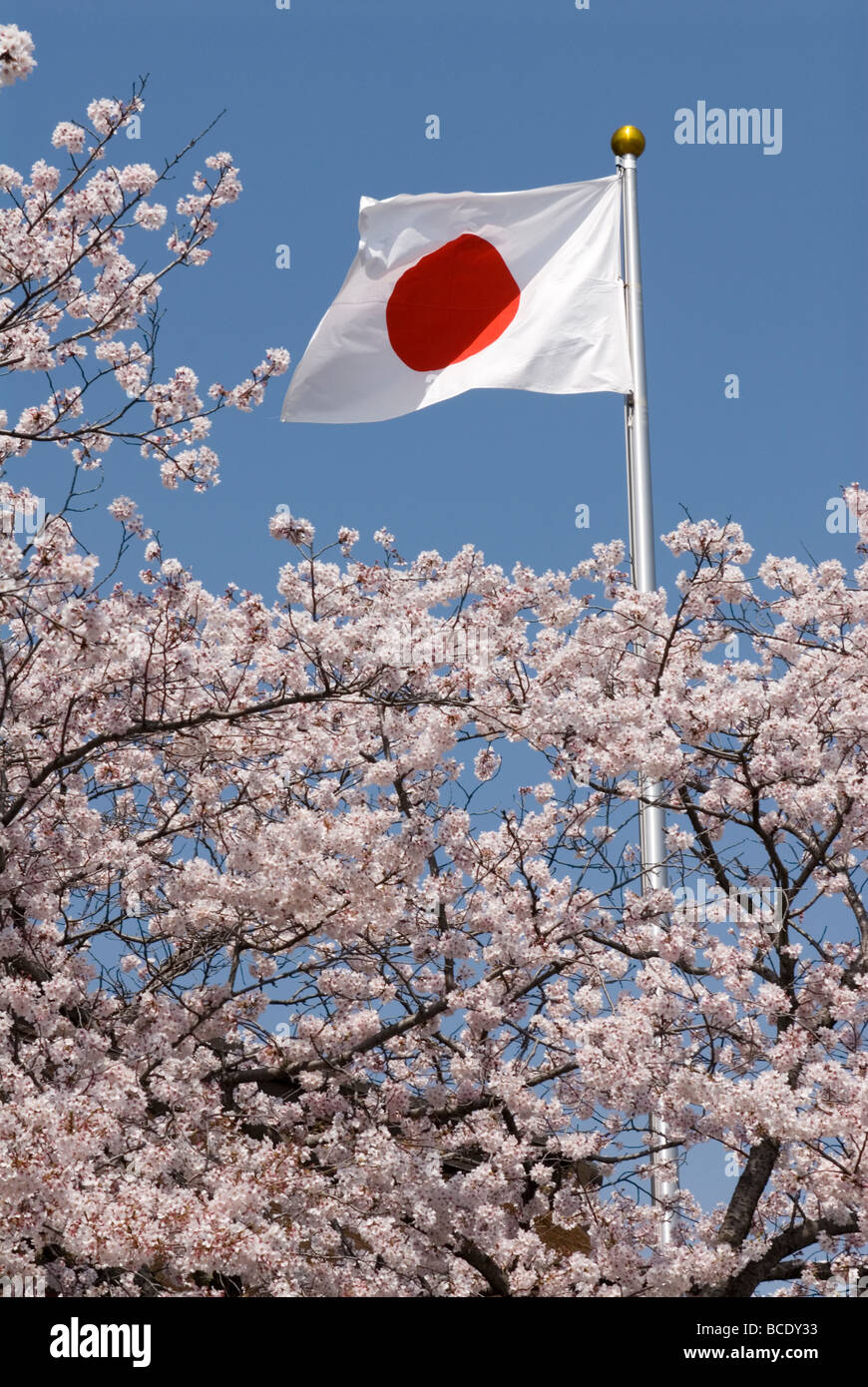 The hinomaru, or national flag of Japan, is surrounded by flowering cherry trees Stock Photo