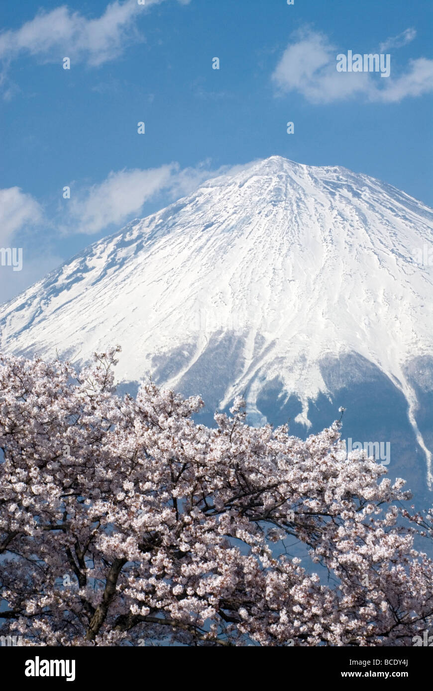 Snow capped Mount Fuji with pink cherry blossoms on a bright sunny day is the quintessential symbol of Japan Stock Photo