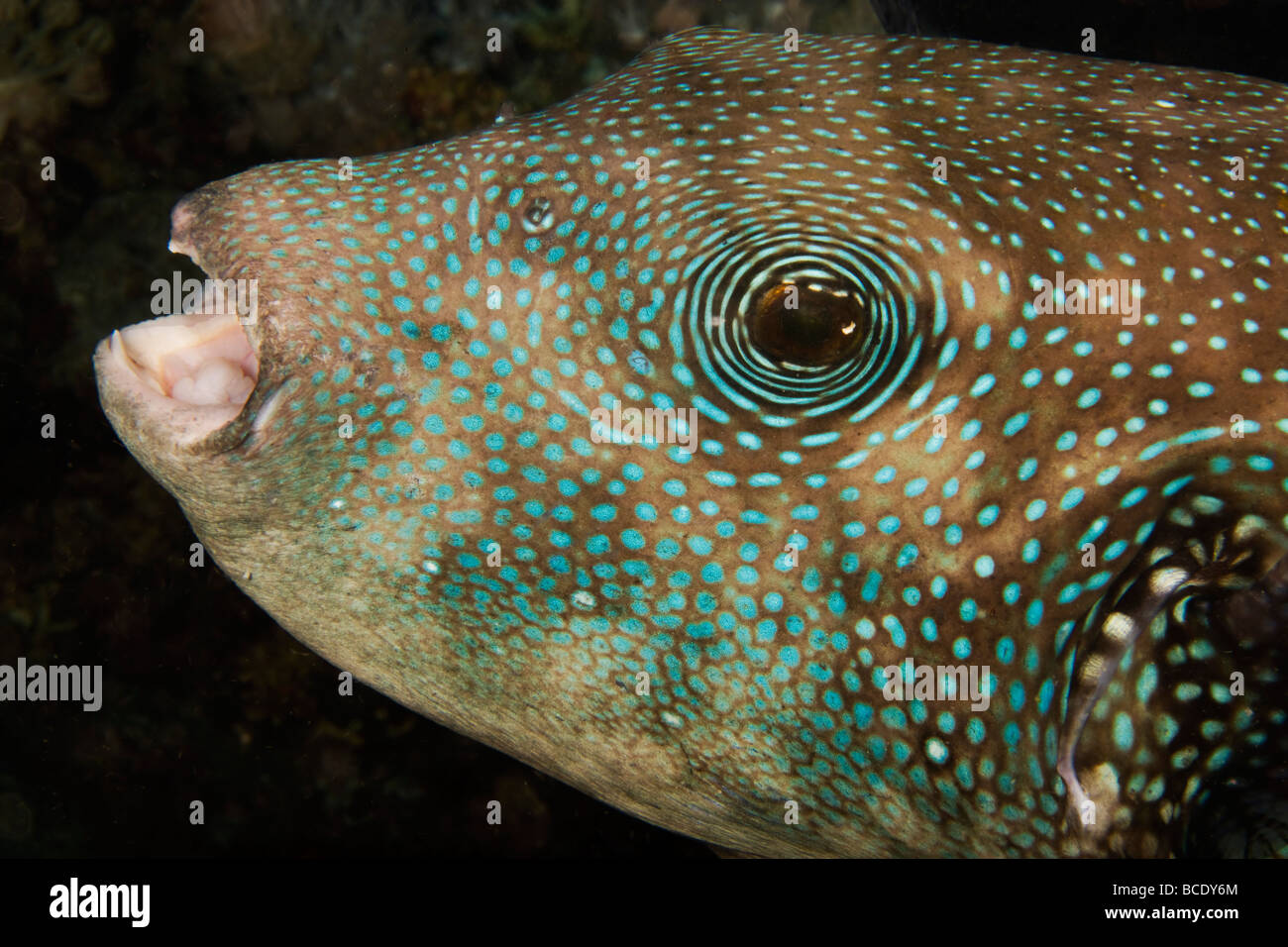 Headshot of an open mouthed Blue-Spotted Puffer fish swimming by a coral reef in The Flores Sea near Komodo Island, Indonesia. Stock Photo