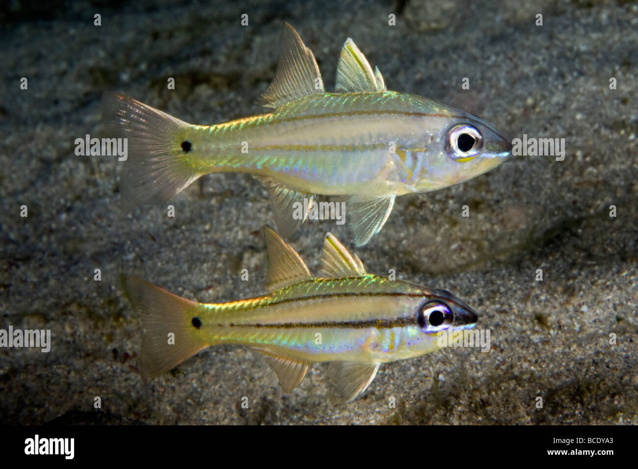 Under sea aqua images hi-res stock photography and images - Alamy