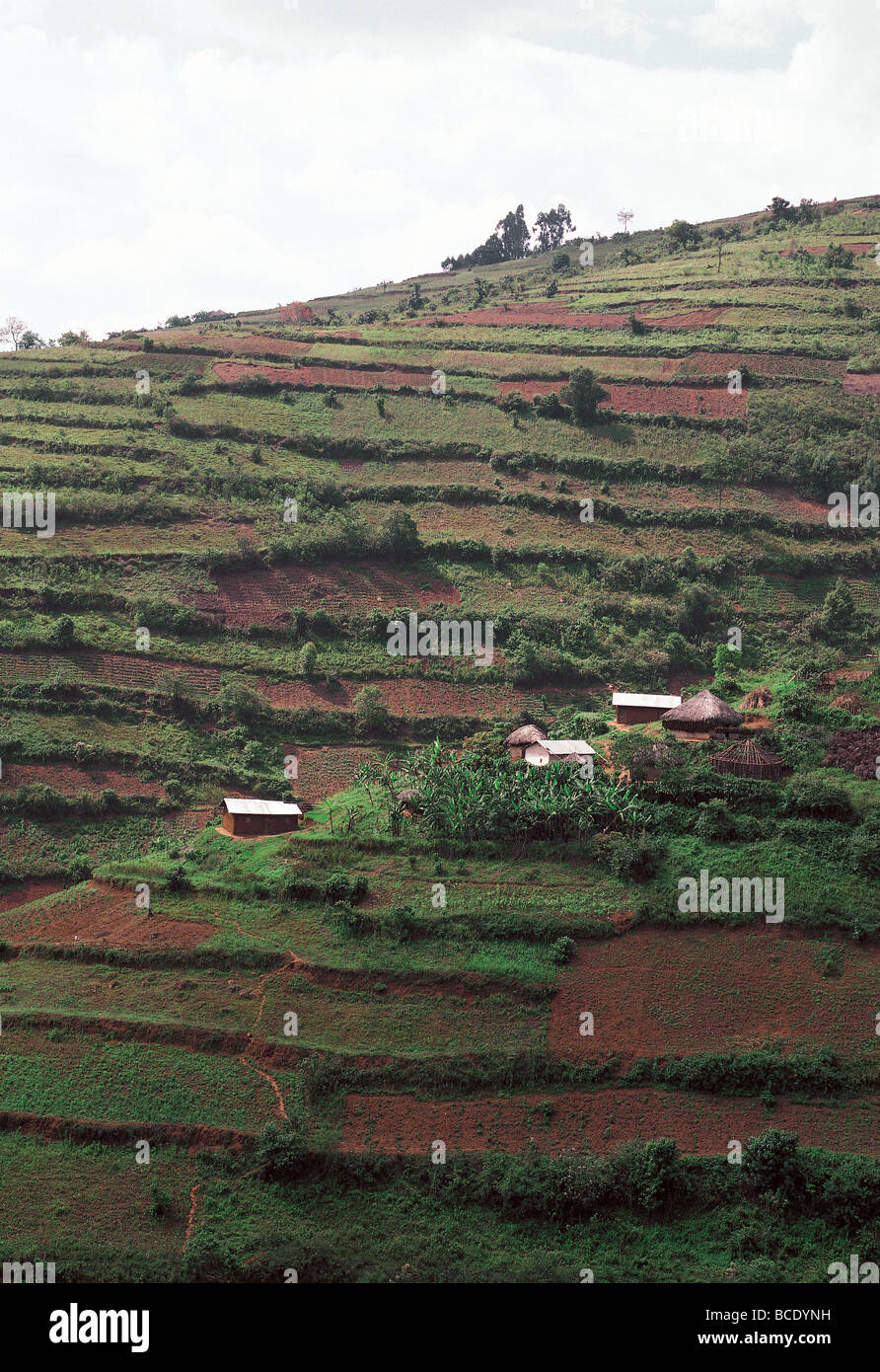 Terracing for small scale farming in hilly country near Kabale south west Uganda East Africa Stock Photo