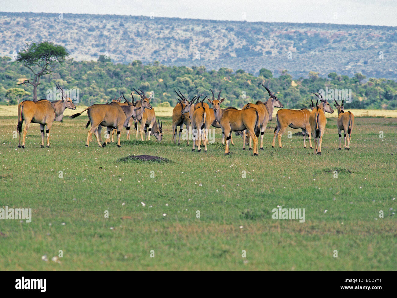 A breeding herd of Eland TAUROTRAGUS ORYX Masai Mara National Reserve Kenya East Africa The herd is made up of young females Stock Photo