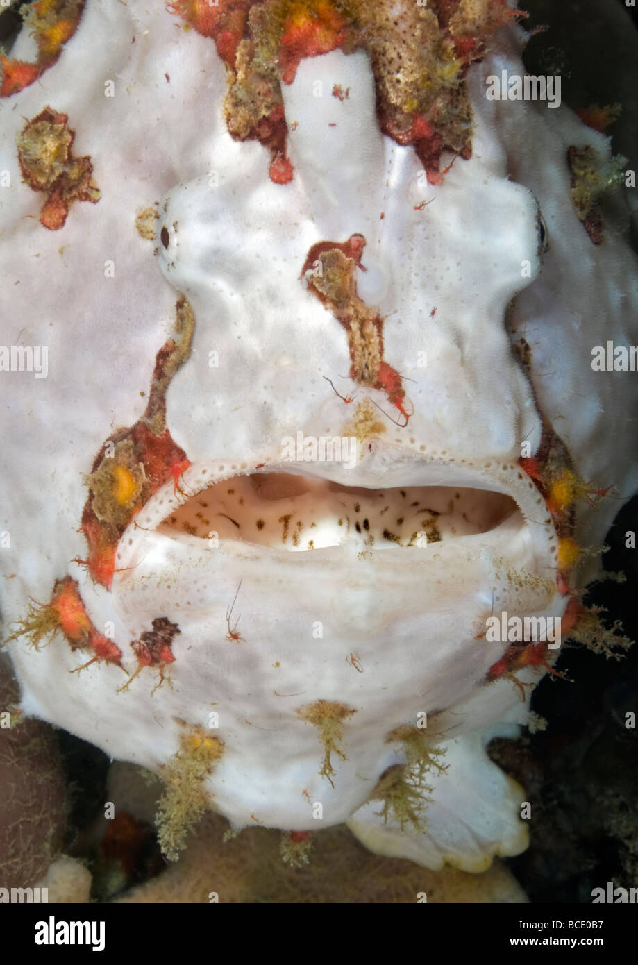 Portrait of a white Painted Frogfish on a coral reef in the Flores Sea near Komodo Island, Indonesia. Stock Photo